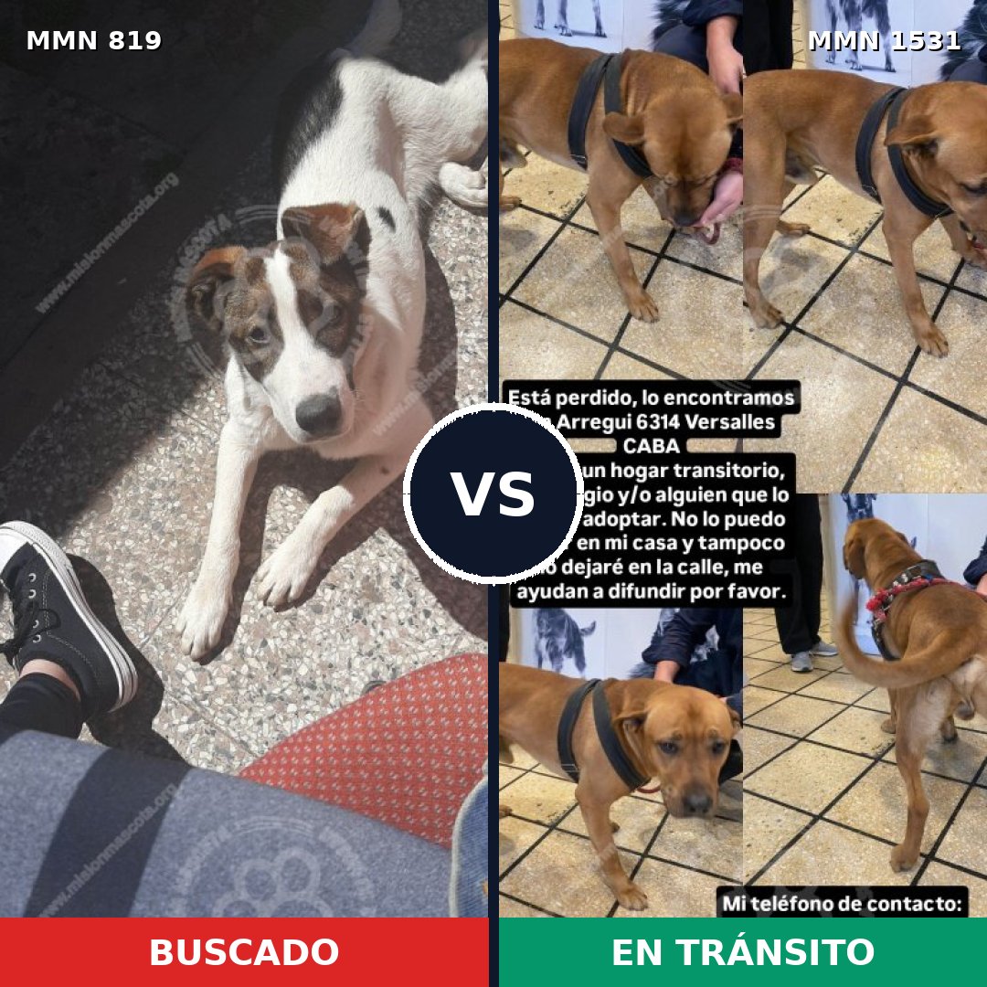 Comparativa MMS 28936: mascota perdida y mascota encontrada, 55% de similitud