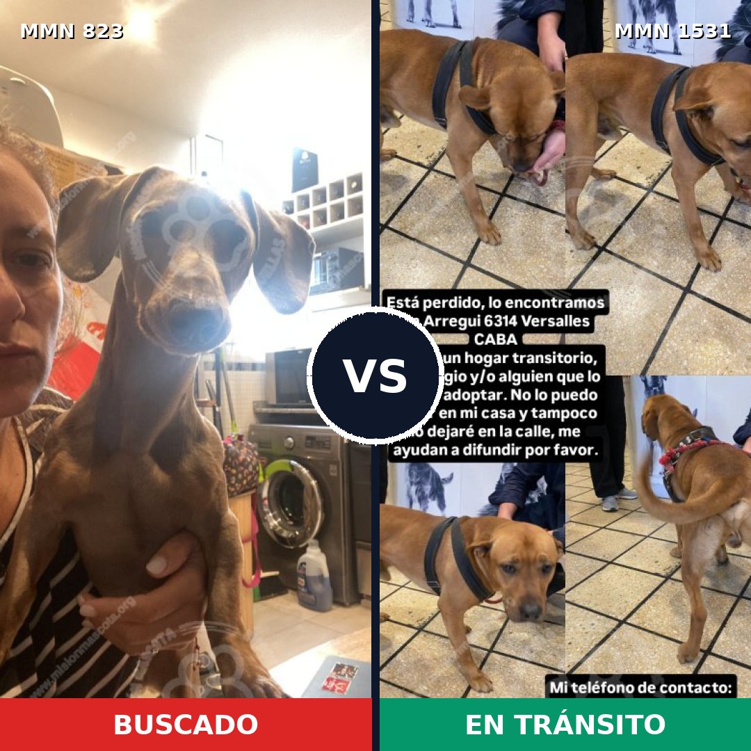 Comparativa MMS 28937: mascota perdida y mascota encontrada, 36% de similitud