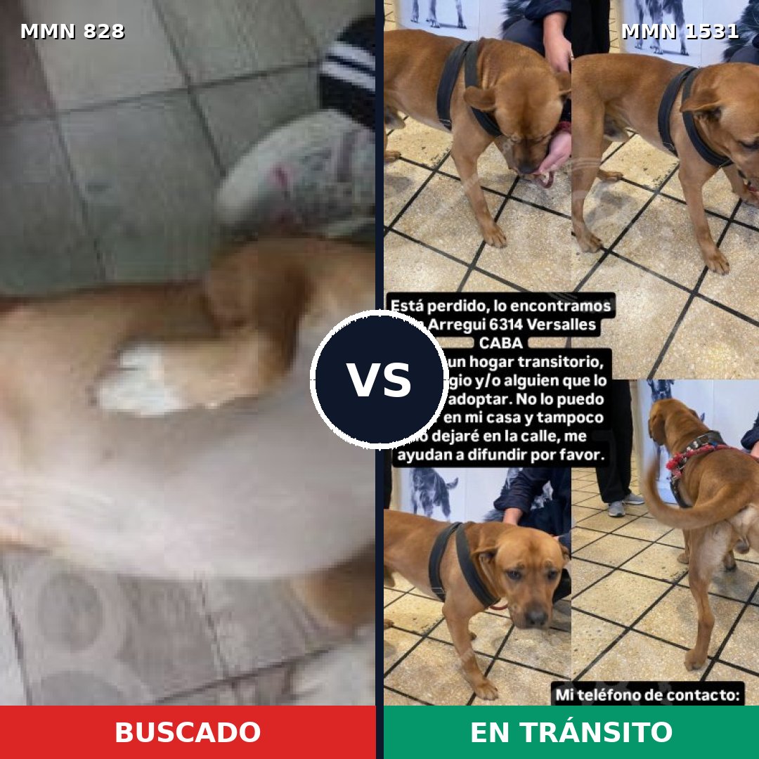 Comparativa MMS 28938: mascota perdida y mascota encontrada, 54% de similitud