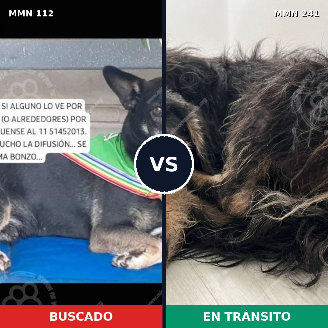 Comparativa MMS 2894: mascota perdida y mascota encontrada, 71% de similitud