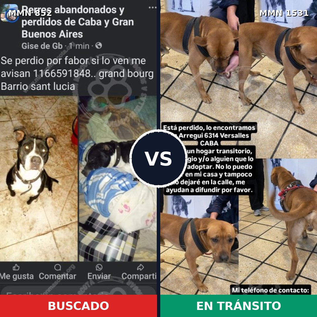 Comparativa MMS 28940: mascota perdida y mascota encontrada, 46% de similitud