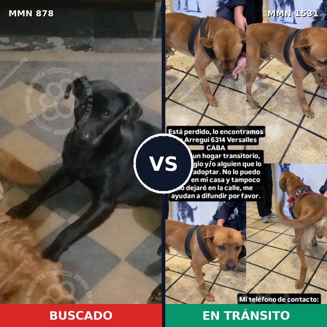 Comparativa MMS 28942: mascota perdida y mascota encontrada, 54% de similitud