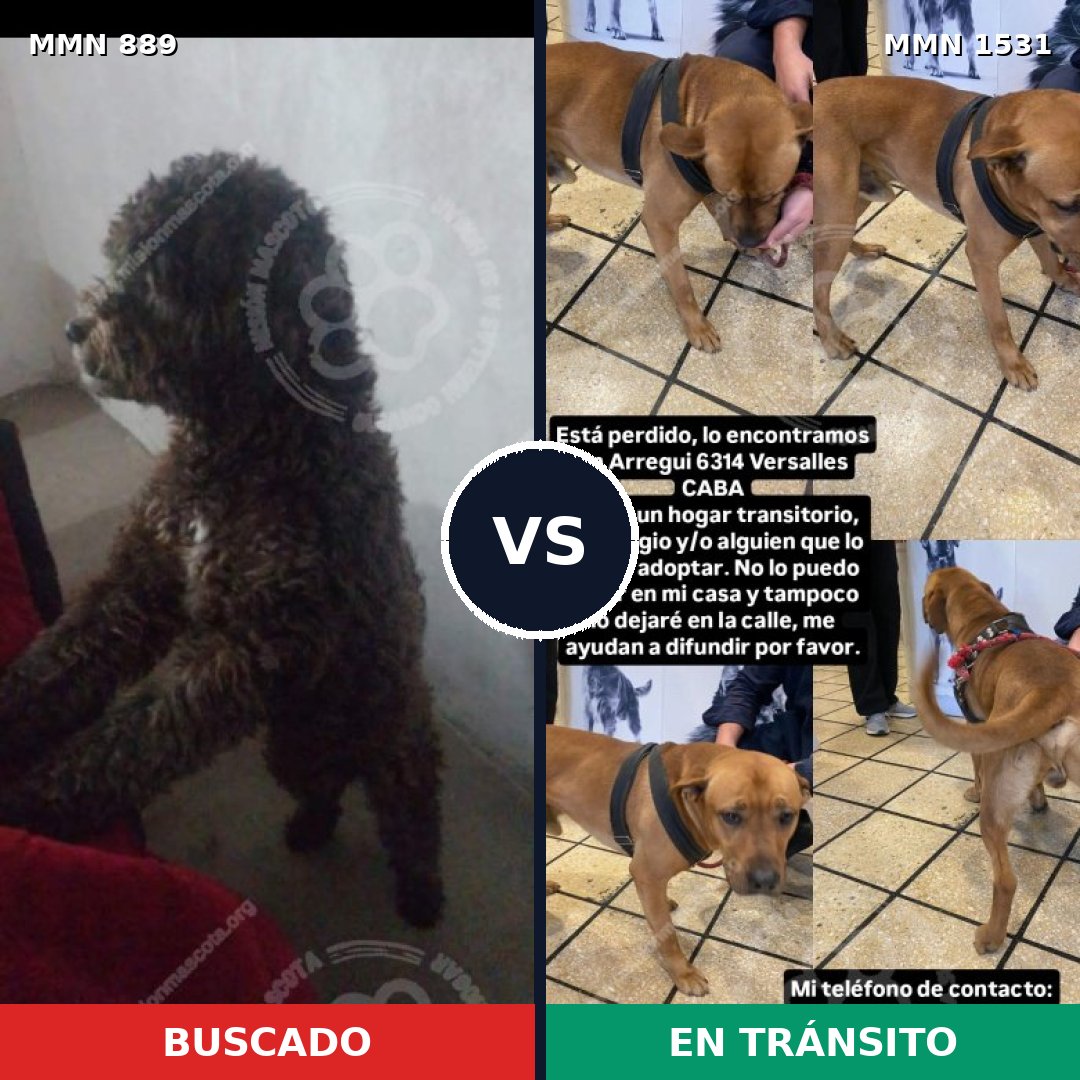 Comparativa MMS 28944: mascota perdida y mascota encontrada, 43% de similitud
