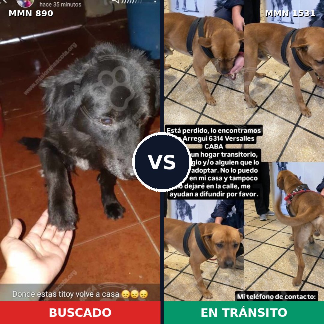 Comparativa MMS 28945: mascota perdida y mascota encontrada, 46% de similitud