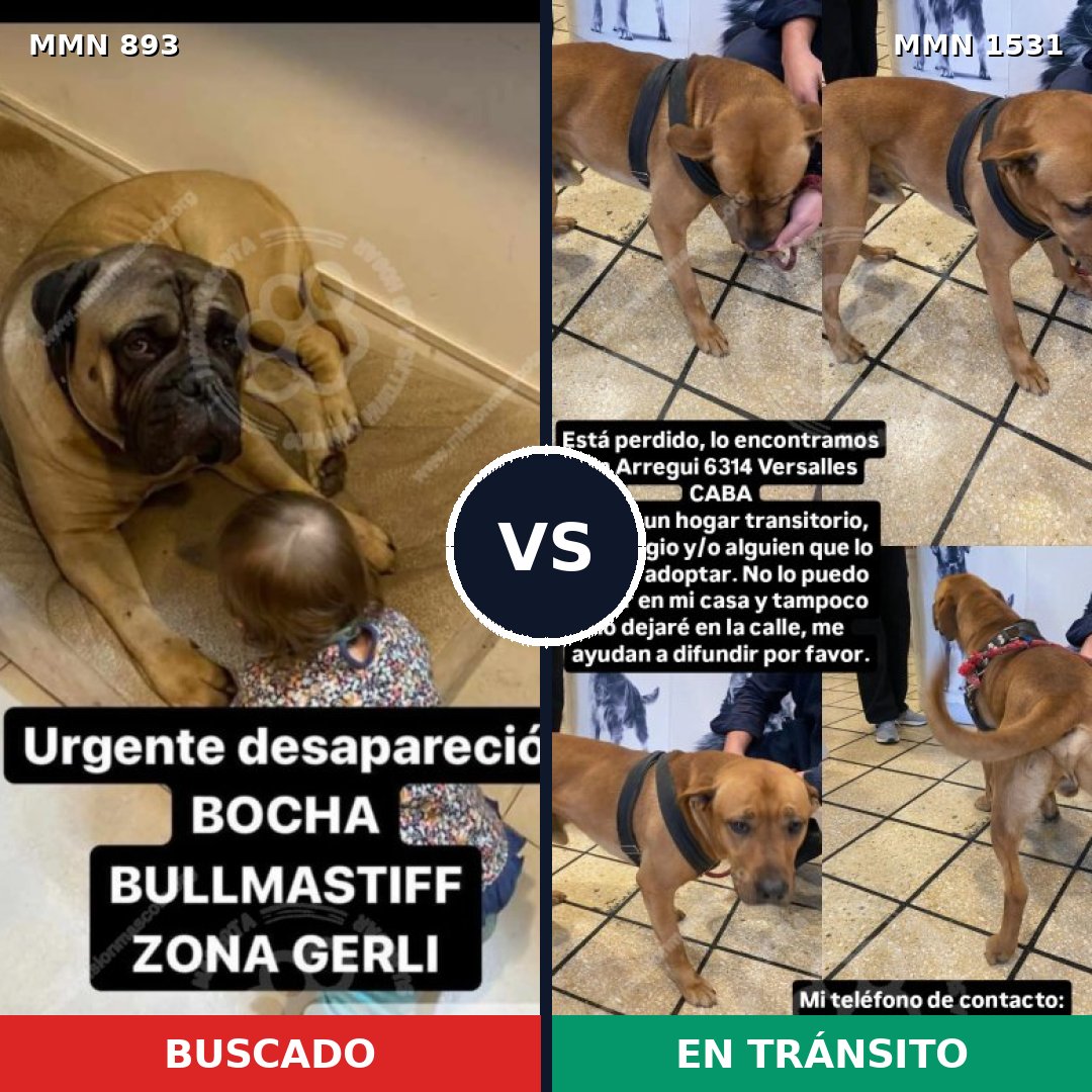 Comparativa MMS 28946: mascota perdida y mascota encontrada, 26% de similitud