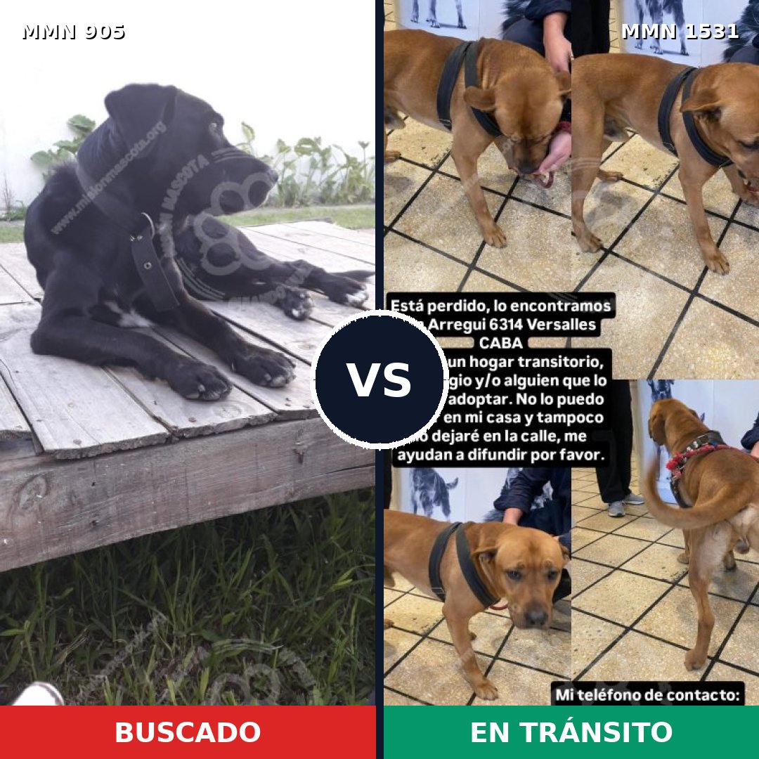 Comparativa MMS 28947: mascota perdida y mascota encontrada, 54% de similitud