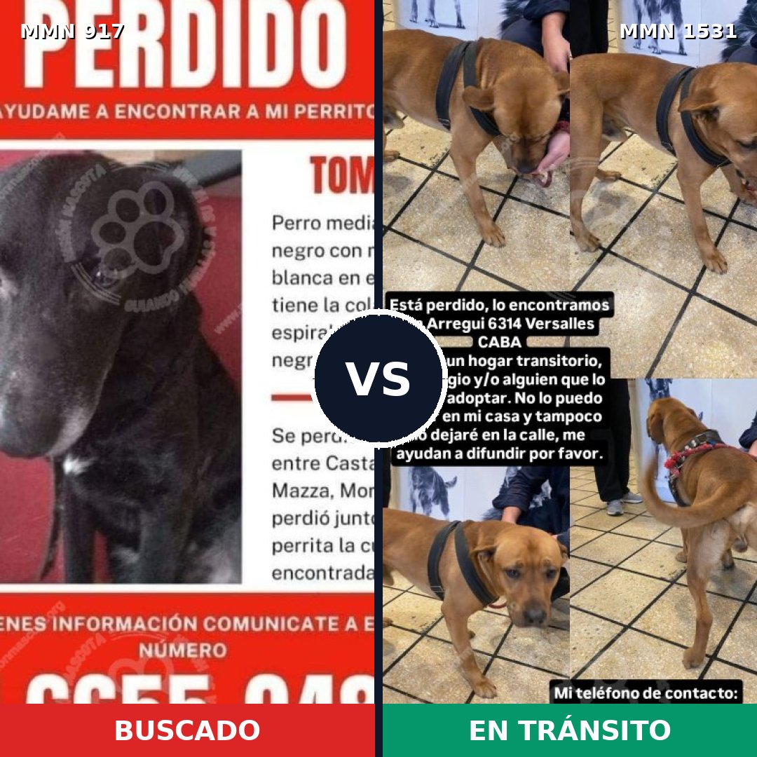 Comparativa MMS 28948: mascota perdida y mascota encontrada, 53% de similitud