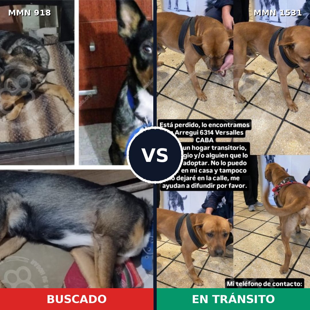 Comparativa MMS 28949: mascota perdida y mascota encontrada, 42% de similitud