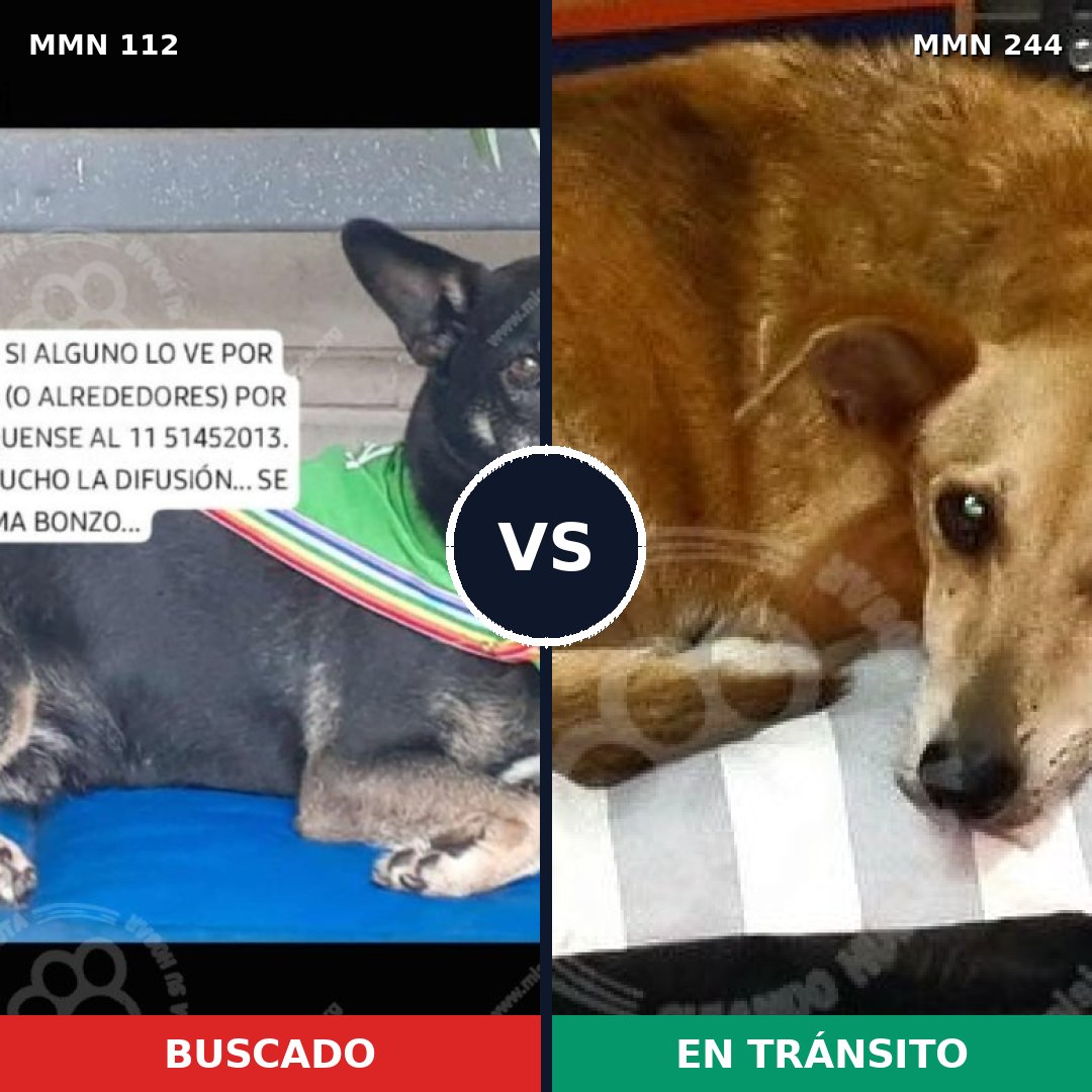 Comparativa MMS 2895: mascota perdida y mascota encontrada, 73% de similitud