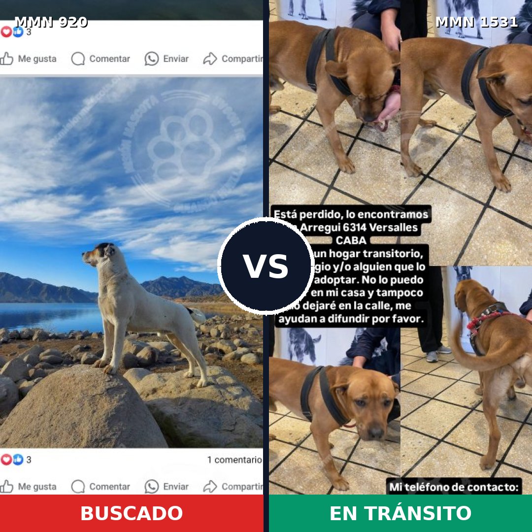 Comparativa MMS 28951: mascota perdida y mascota encontrada, 34% de similitud
