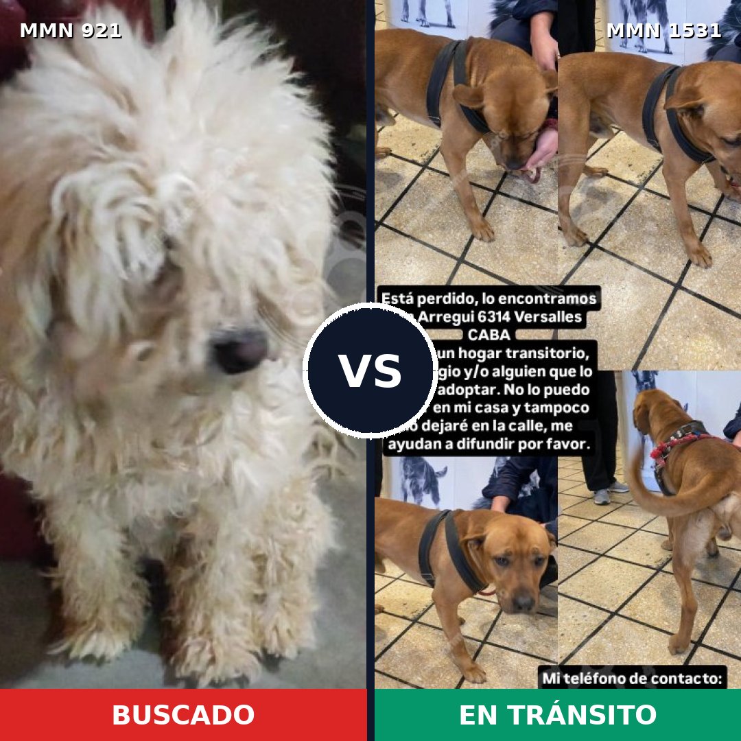 Comparativa MMS 28952: mascota perdida y mascota encontrada, 42% de similitud