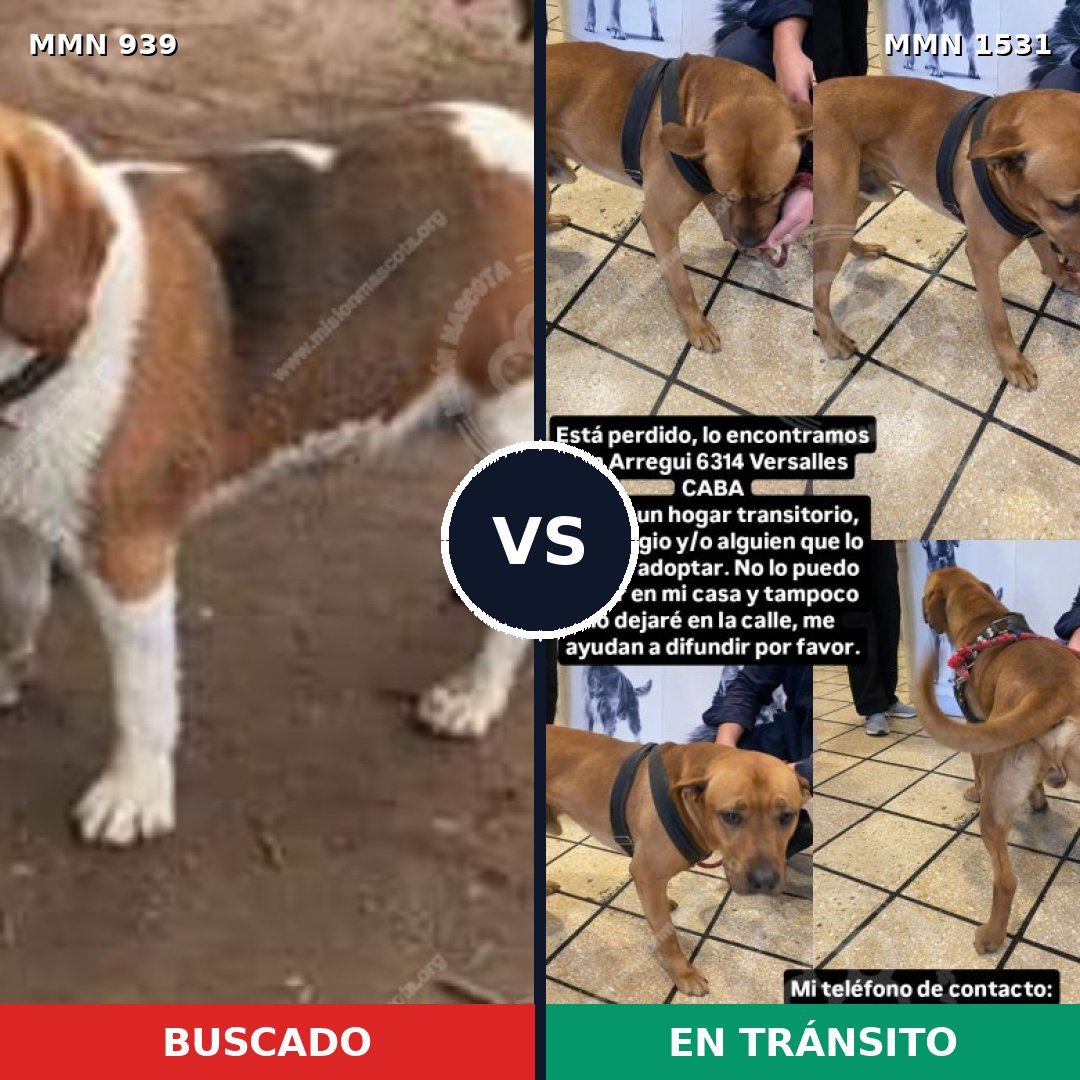 Comparativa MMS 28953: mascota perdida y mascota encontrada, 54% de similitud