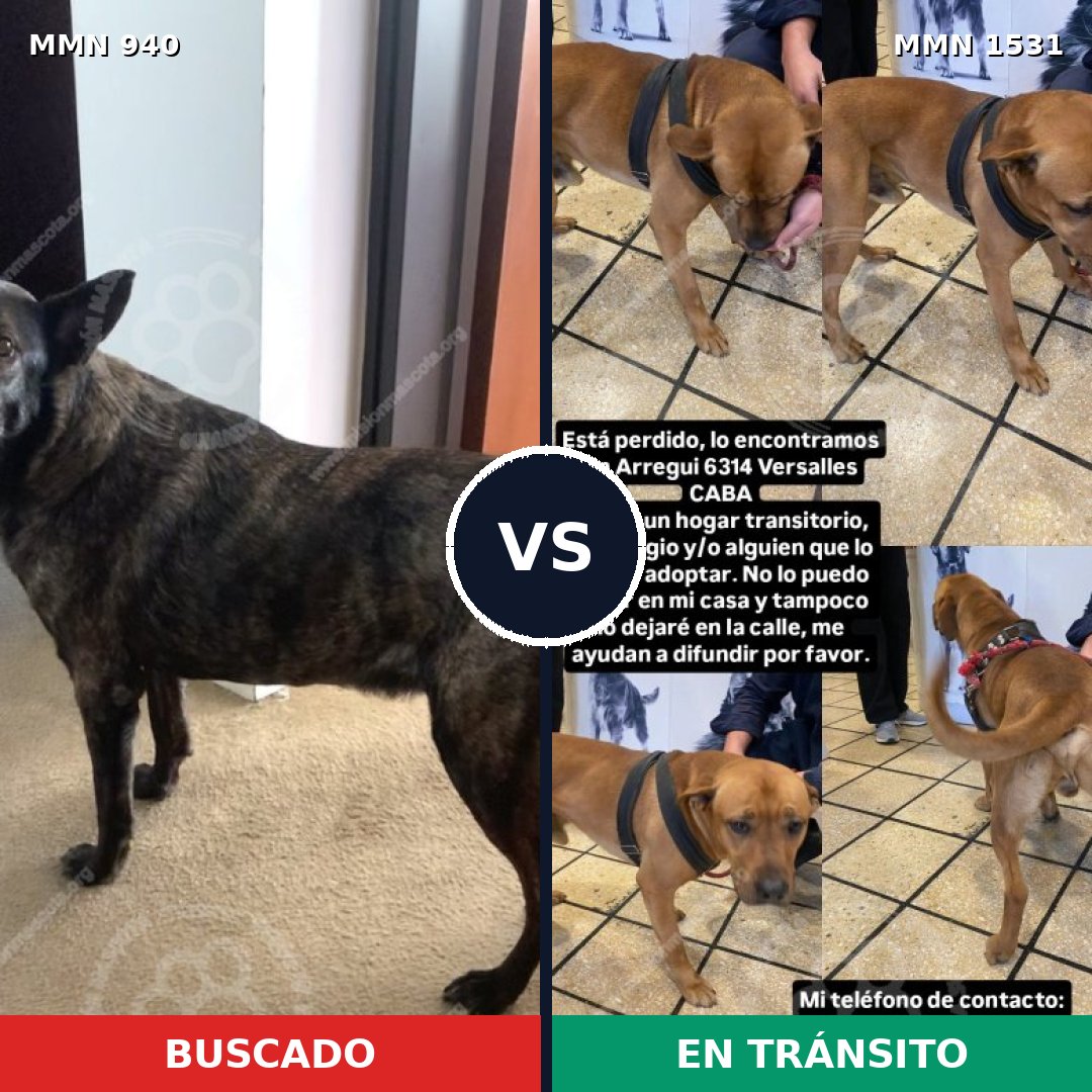 Comparativa MMS 28954: mascota perdida y mascota encontrada, 27% de similitud