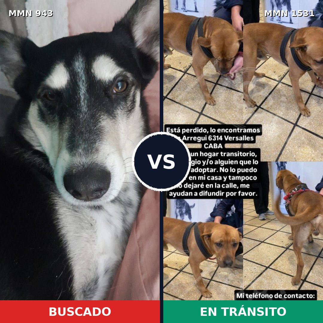 Comparativa MMS 28955: mascota perdida y mascota encontrada, 44% de similitud