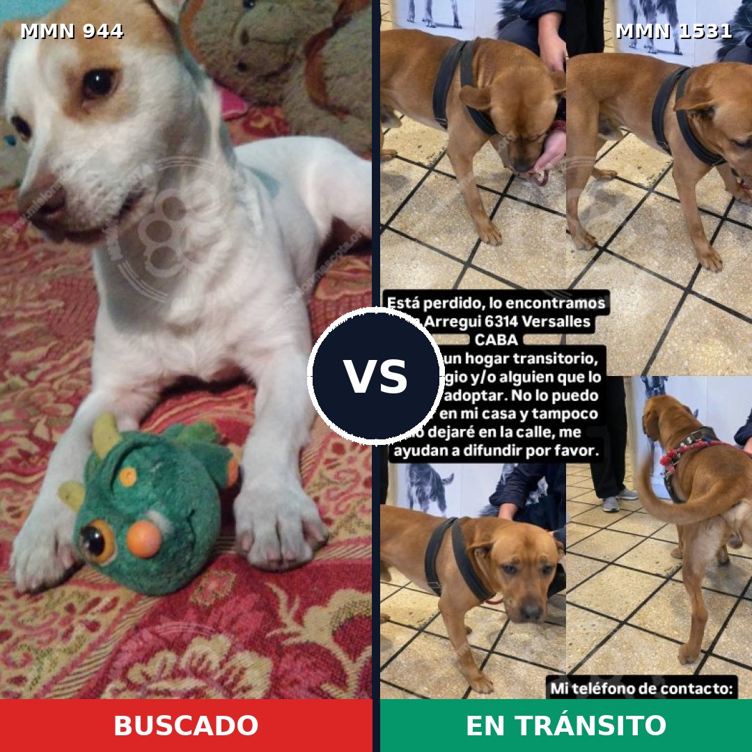 Comparativa MMS 28956: mascota perdida y mascota encontrada, 45% de similitud