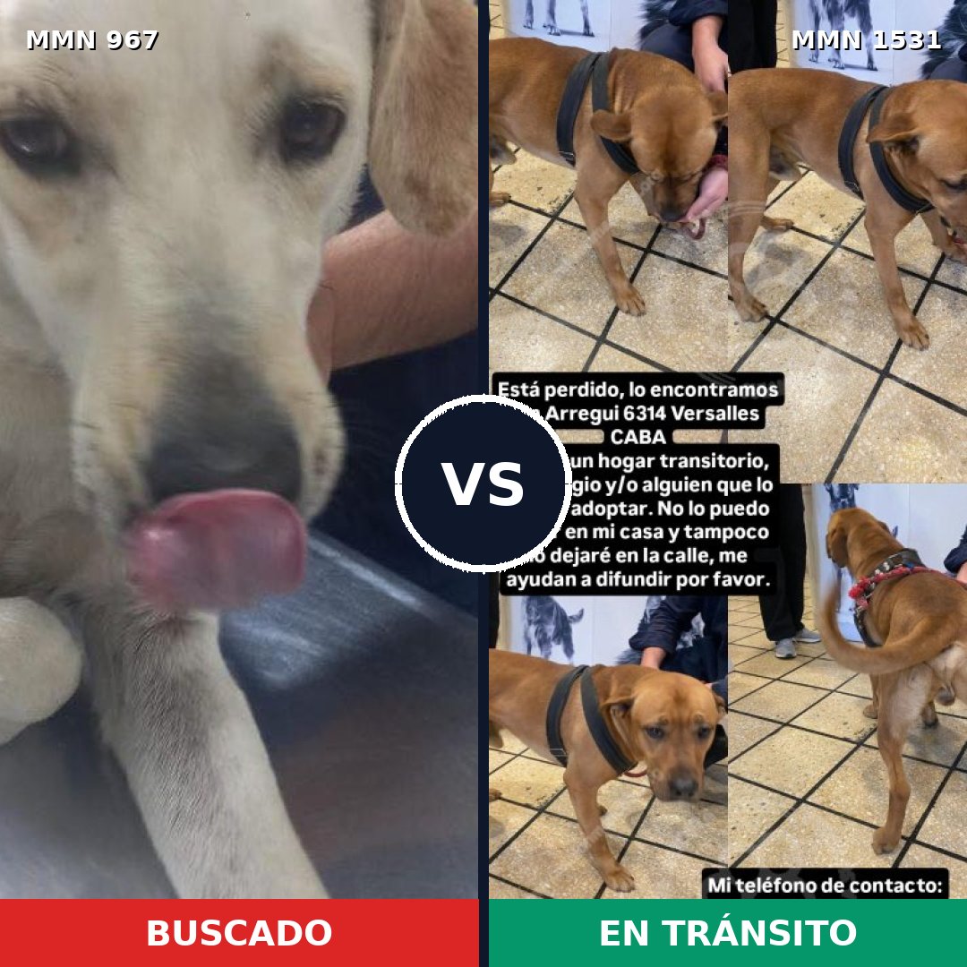 Comparativa MMS 28957: mascota perdida y mascota encontrada, 43% de similitud