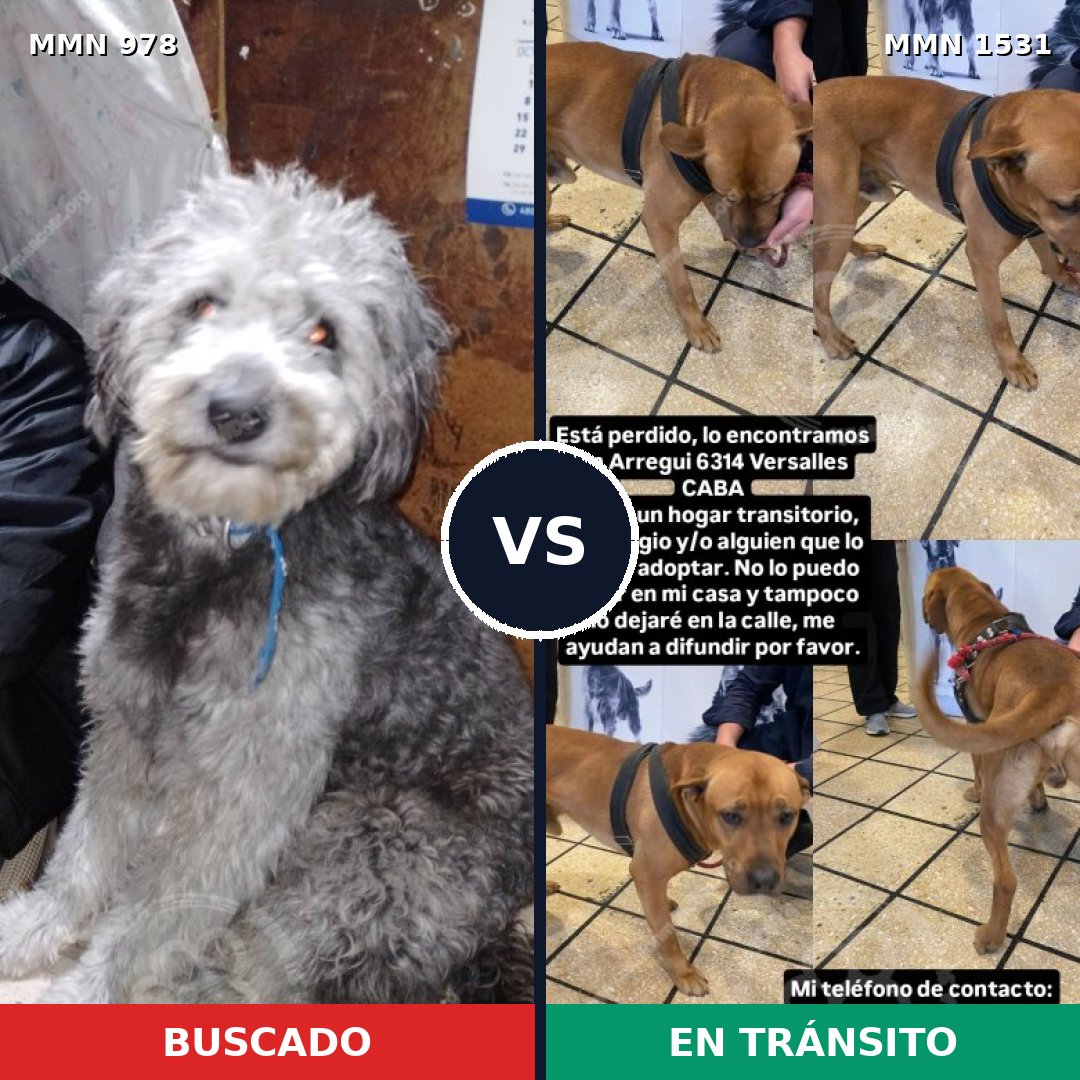 Comparativa MMS 28958: mascota perdida y mascota encontrada, 51% de similitud