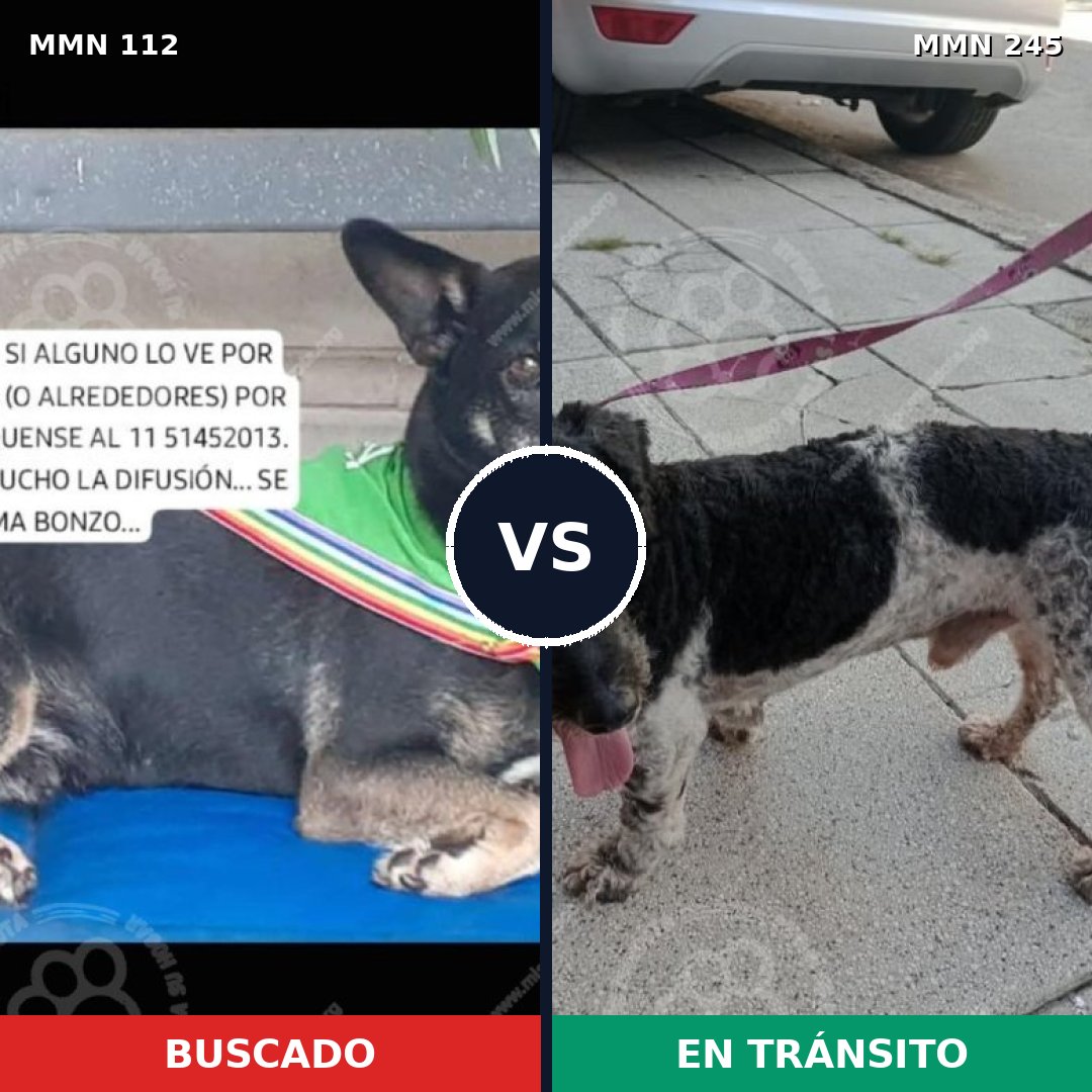 Comparativa MMS 2896: mascota perdida y mascota encontrada, 86% de similitud