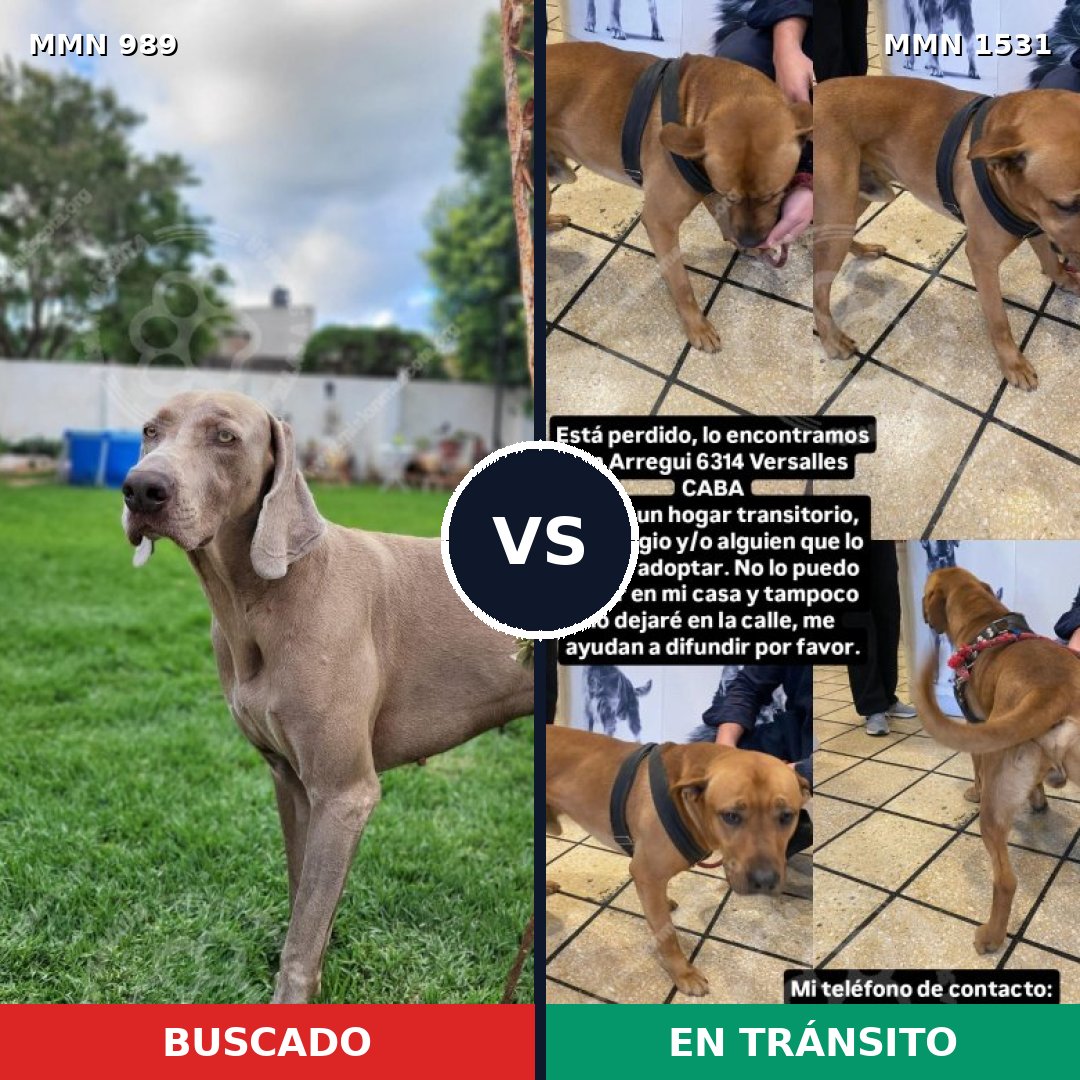 Comparativa MMS 28961: mascota perdida y mascota encontrada, 40% de similitud