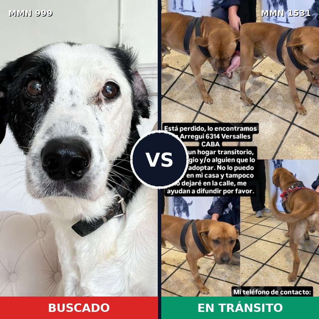 Comparativa MMS 28962: mascota perdida y mascota encontrada, 51% de similitud
