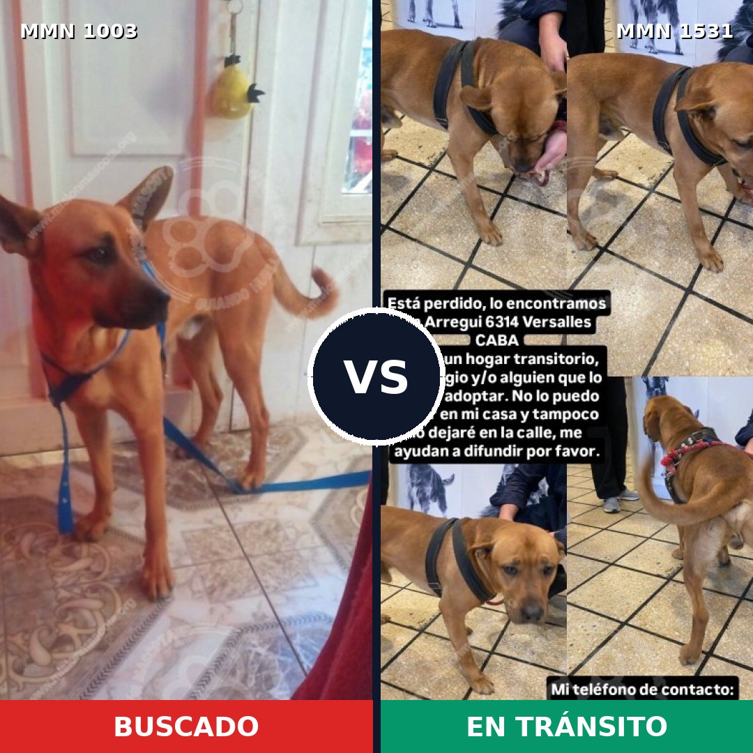 Comparativa MMS 28963: mascota perdida y mascota encontrada, 47% de similitud