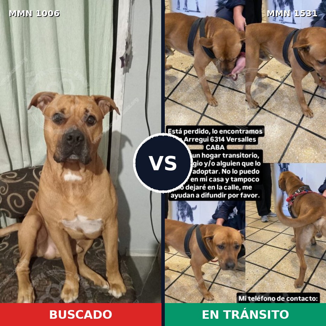 Comparativa MMS 28964: mascota perdida y mascota encontrada, 55% de similitud