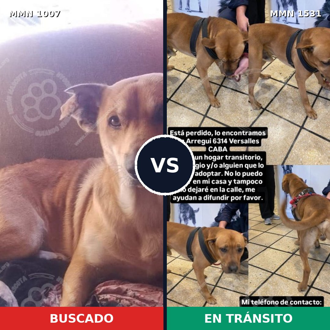 Comparativa MMS 28965: mascota perdida y mascota encontrada, 58% de similitud
