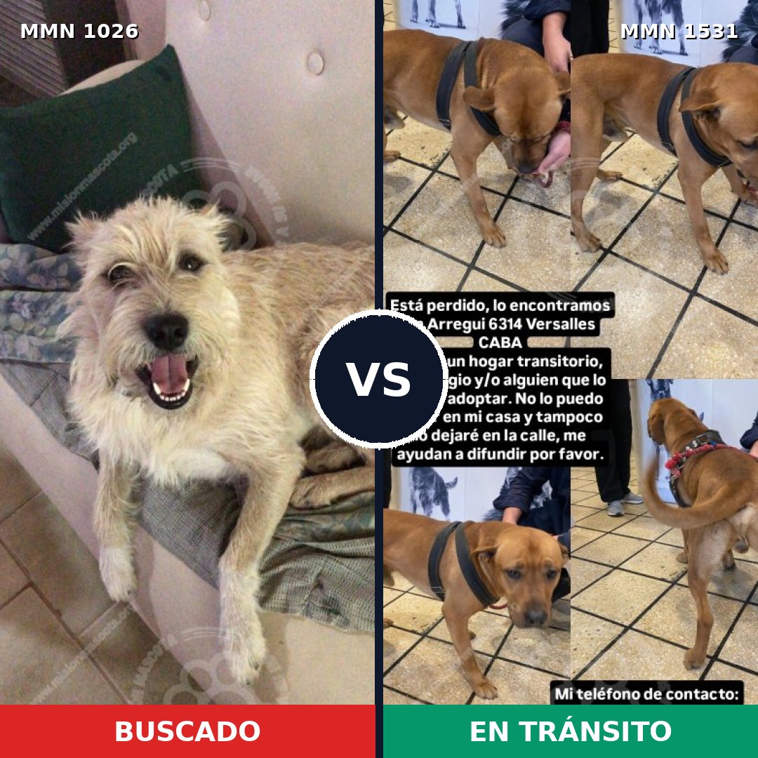 Comparativa MMS 28967: mascota perdida y mascota encontrada, 38% de similitud