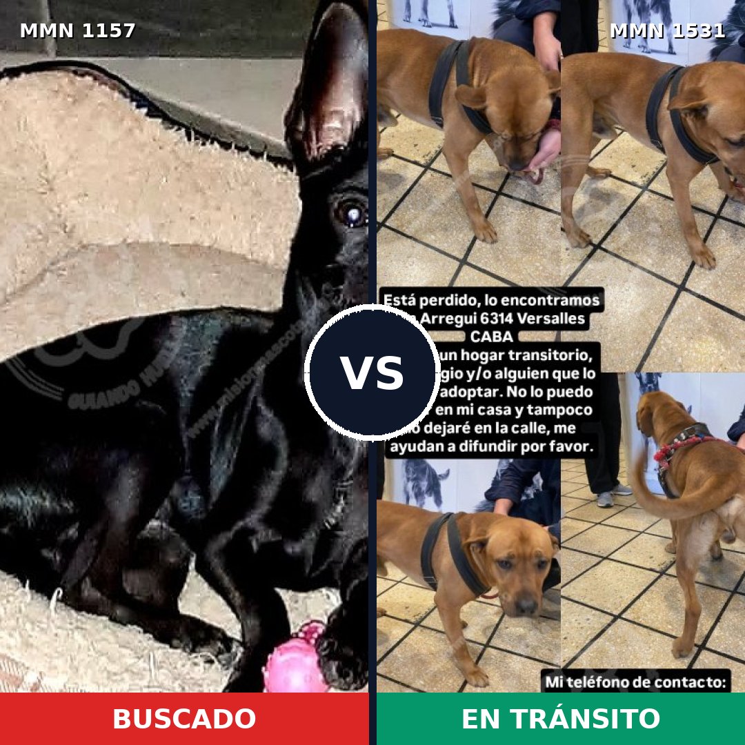 Comparativa MMS 28968: mascota perdida y mascota encontrada, 34% de similitud