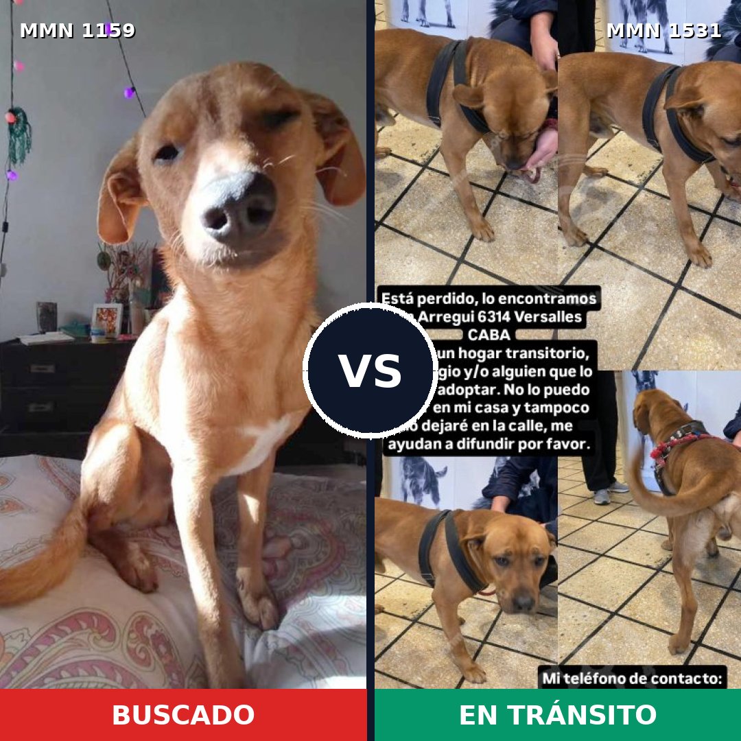 Comparativa MMS 28969: mascota perdida y mascota encontrada, 50% de similitud