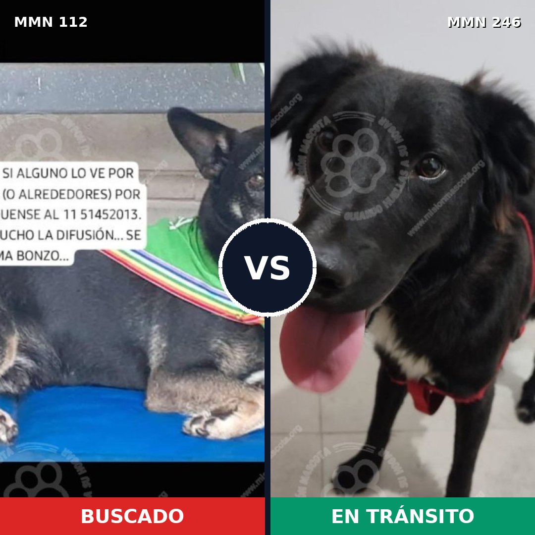 Comparativa MMS 2897: mascota perdida y mascota encontrada, 86% de similitud