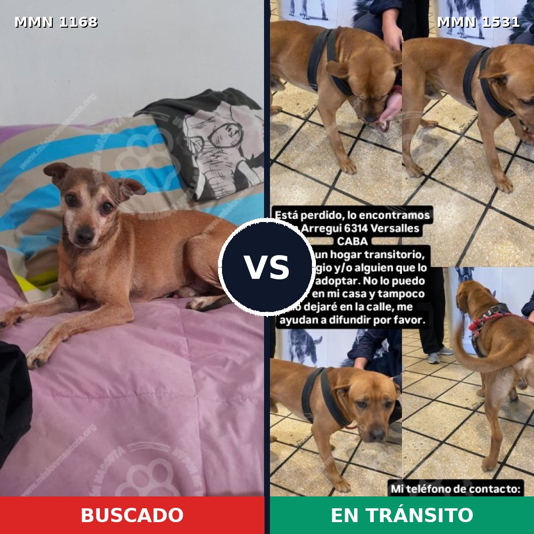Comparativa MMS 28970: mascota perdida y mascota encontrada, 50% de similitud