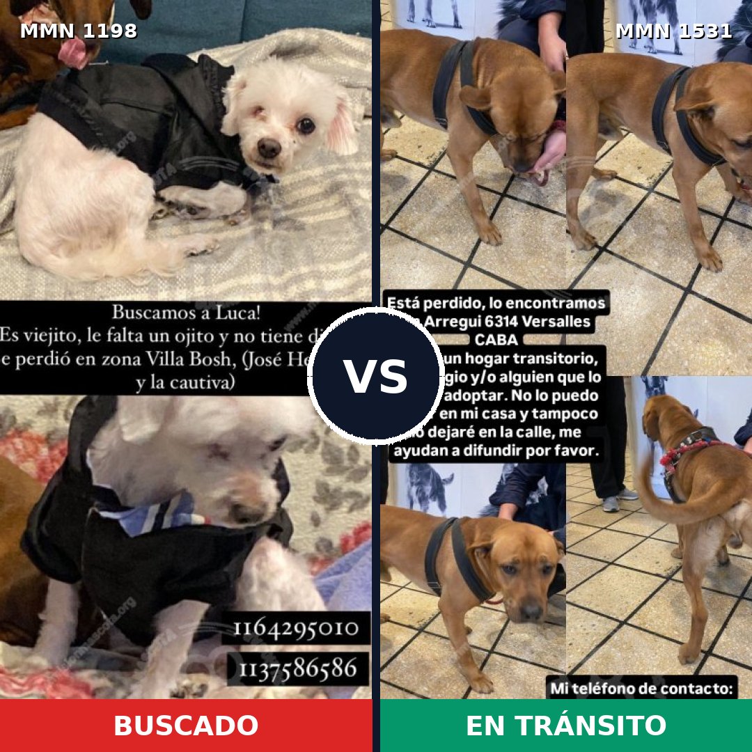 Comparativa MMS 28971: mascota perdida y mascota encontrada, 48% de similitud