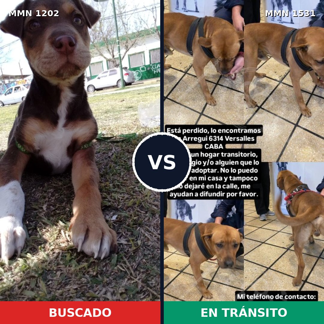 Comparativa MMS 28972: mascota perdida y mascota encontrada, 47% de similitud