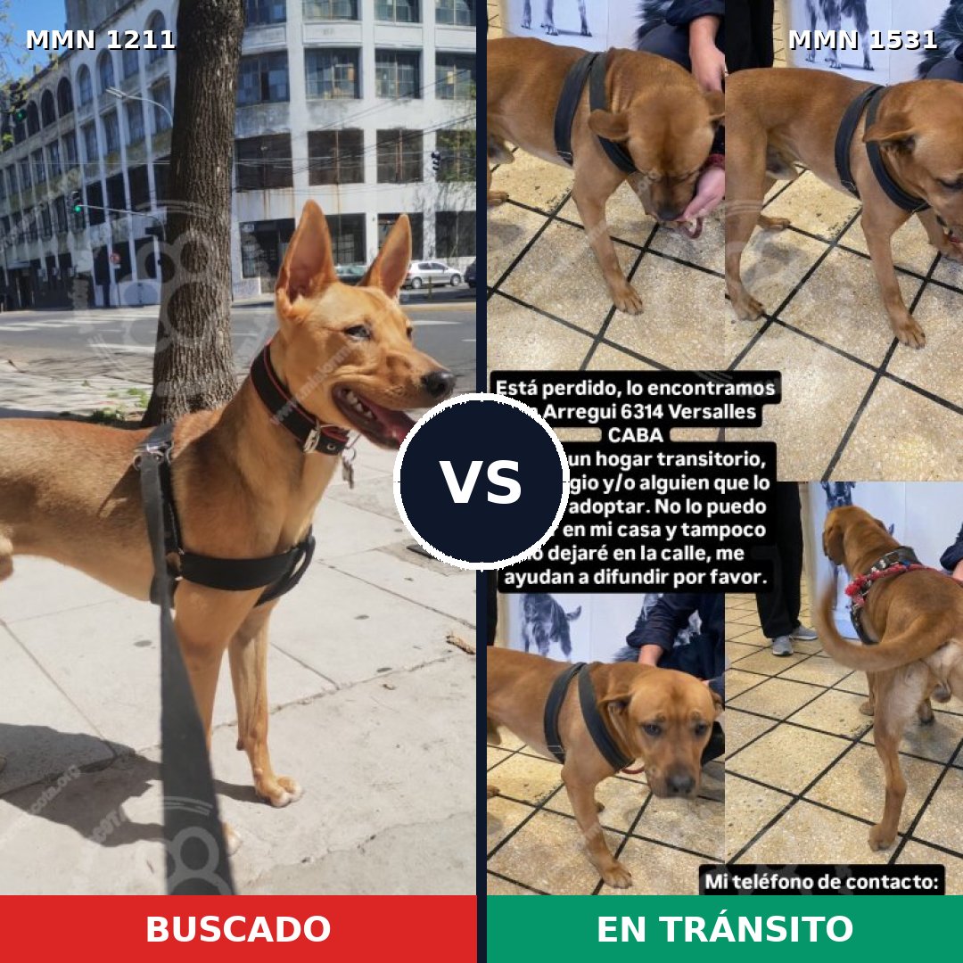 Comparativa MMS 28973: mascota perdida y mascota encontrada, 59% de similitud