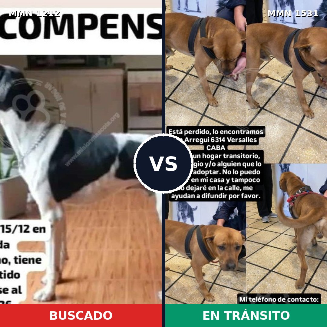 Comparativa MMS 28974: mascota perdida y mascota encontrada, 40% de similitud