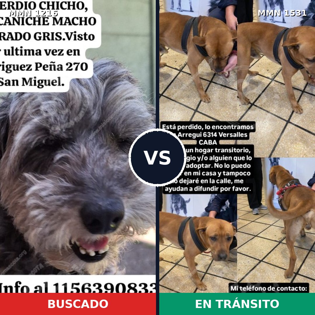 Comparativa MMS 28975: mascota perdida y mascota encontrada, 56% de similitud