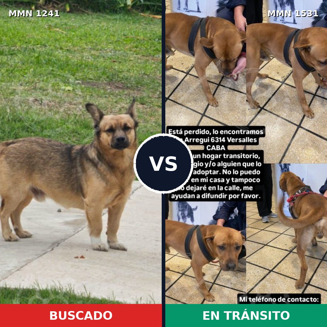 Comparativa MMS 28976: mascota perdida y mascota encontrada, 53% de similitud