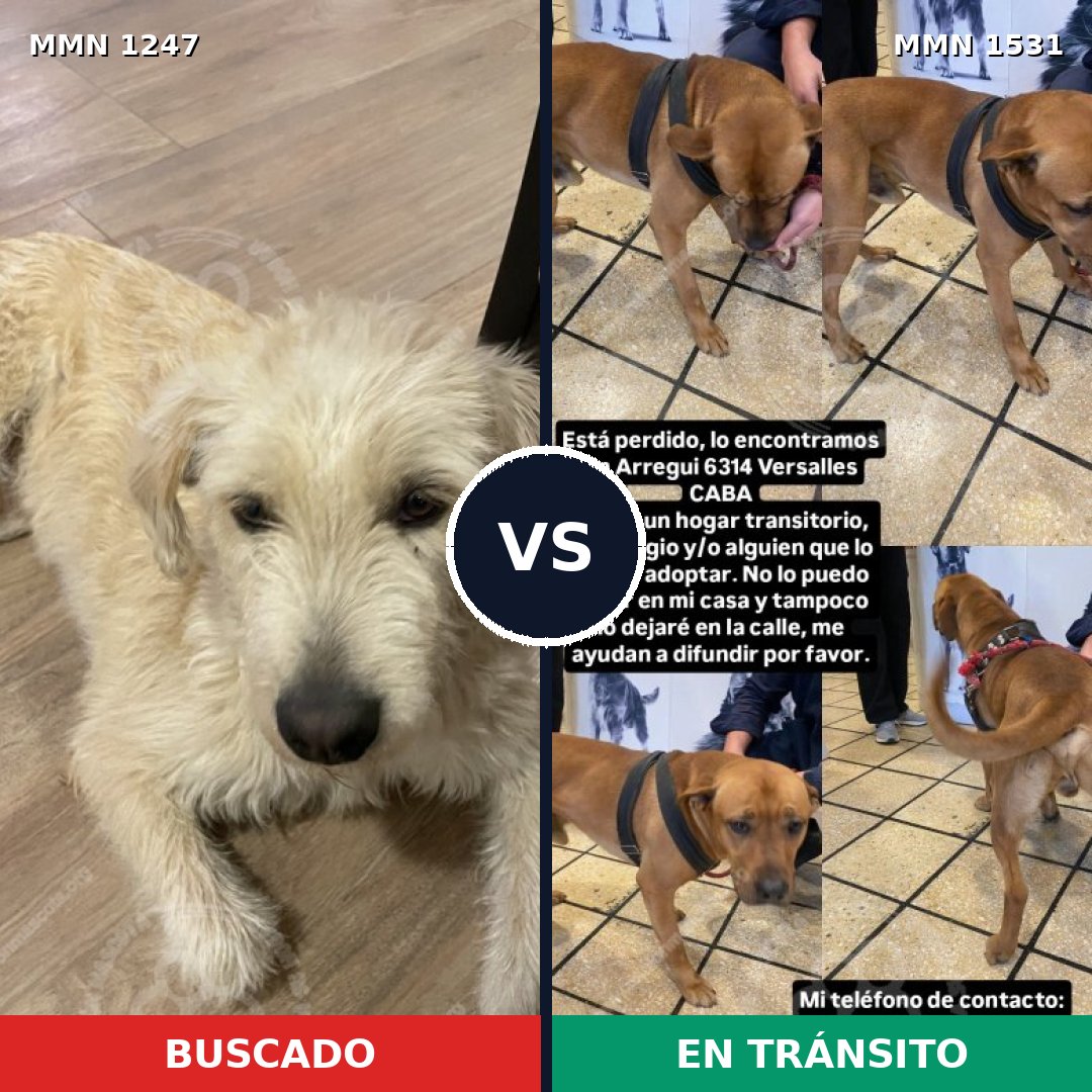 Comparativa MMS 28977: mascota perdida y mascota encontrada, 59% de similitud