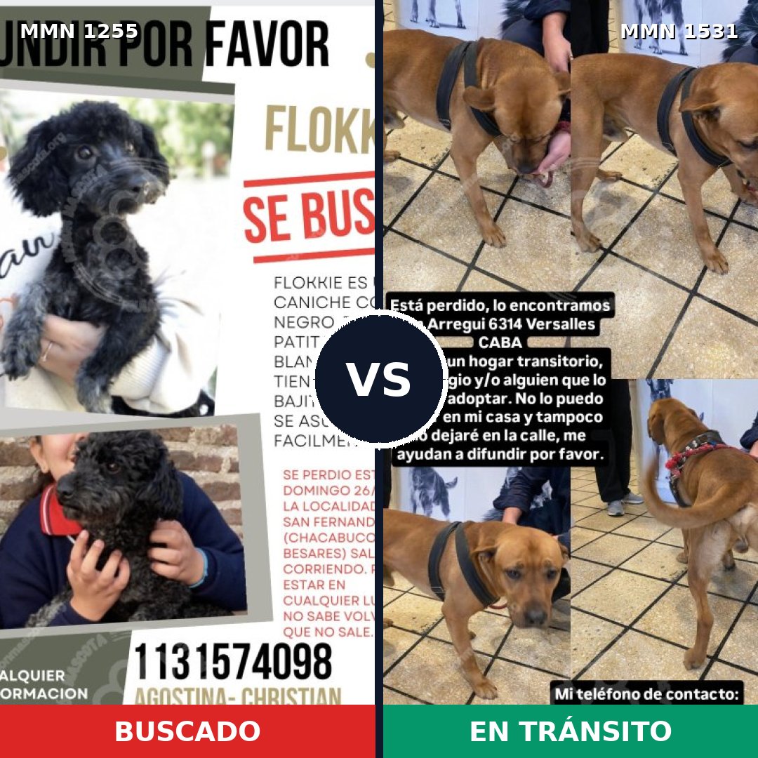 Comparativa MMS 28978: mascota perdida y mascota encontrada, 36% de similitud