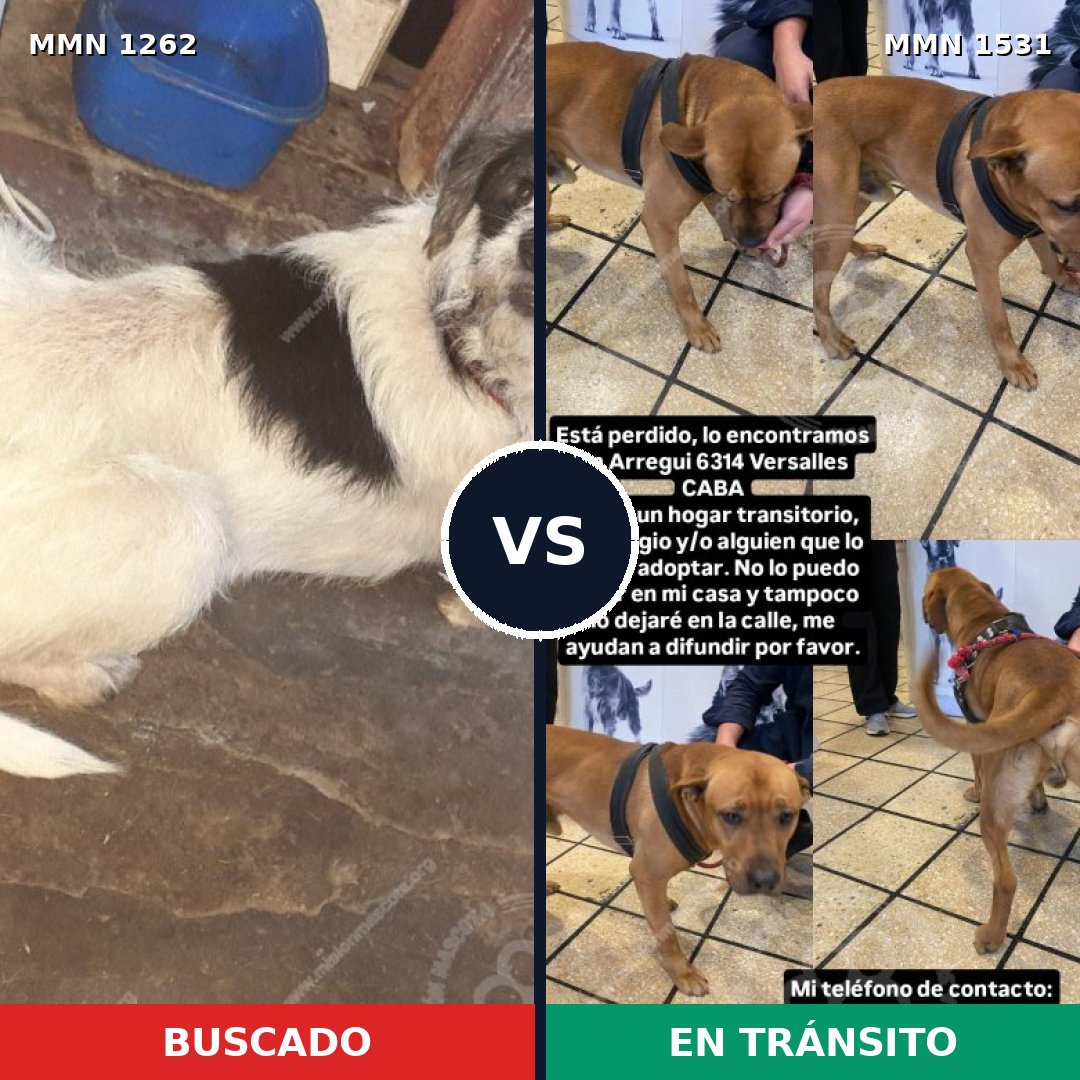 Comparativa MMS 28979: mascota perdida y mascota encontrada, 44% de similitud