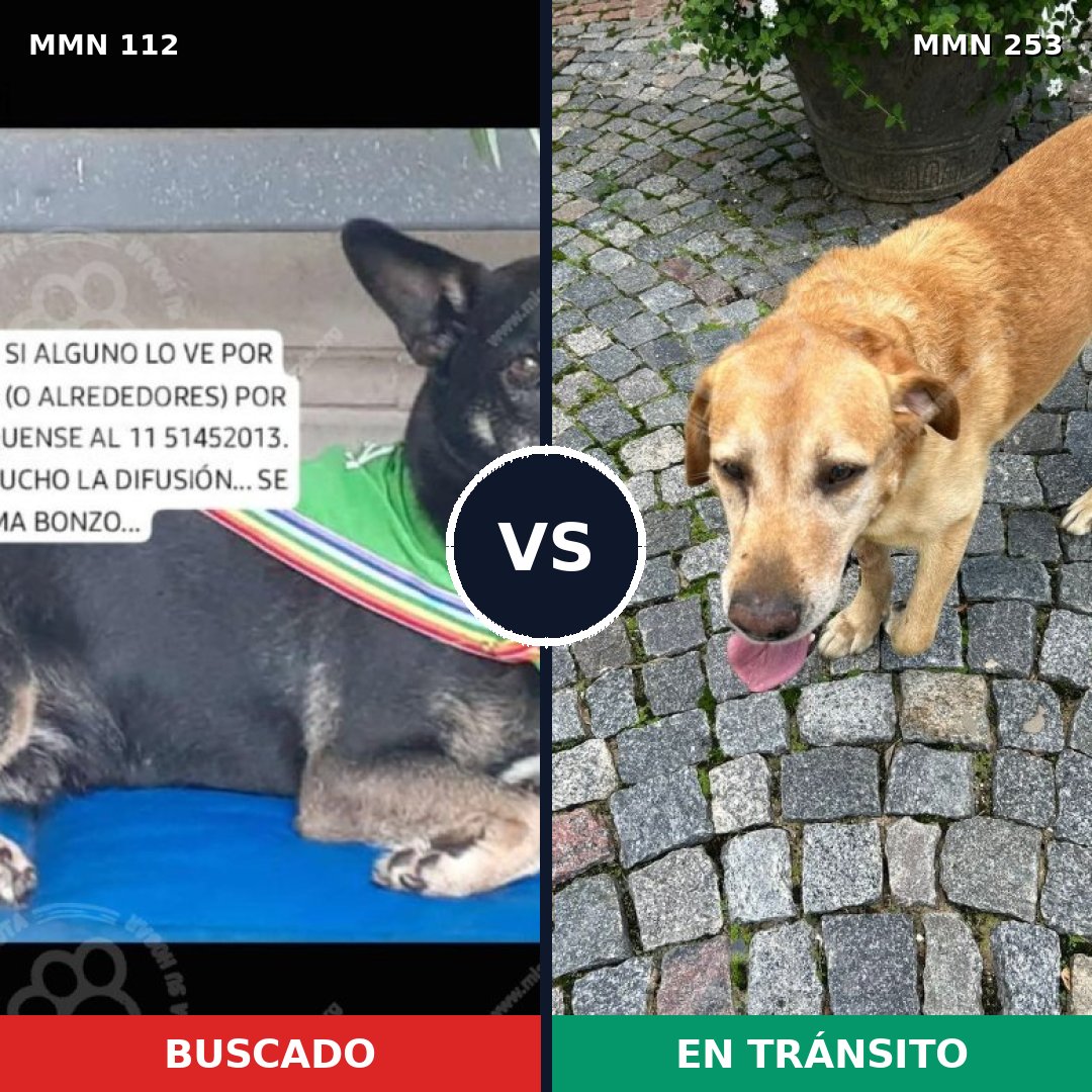 Comparativa MMS 2898: mascota perdida y mascota encontrada, 62% de similitud