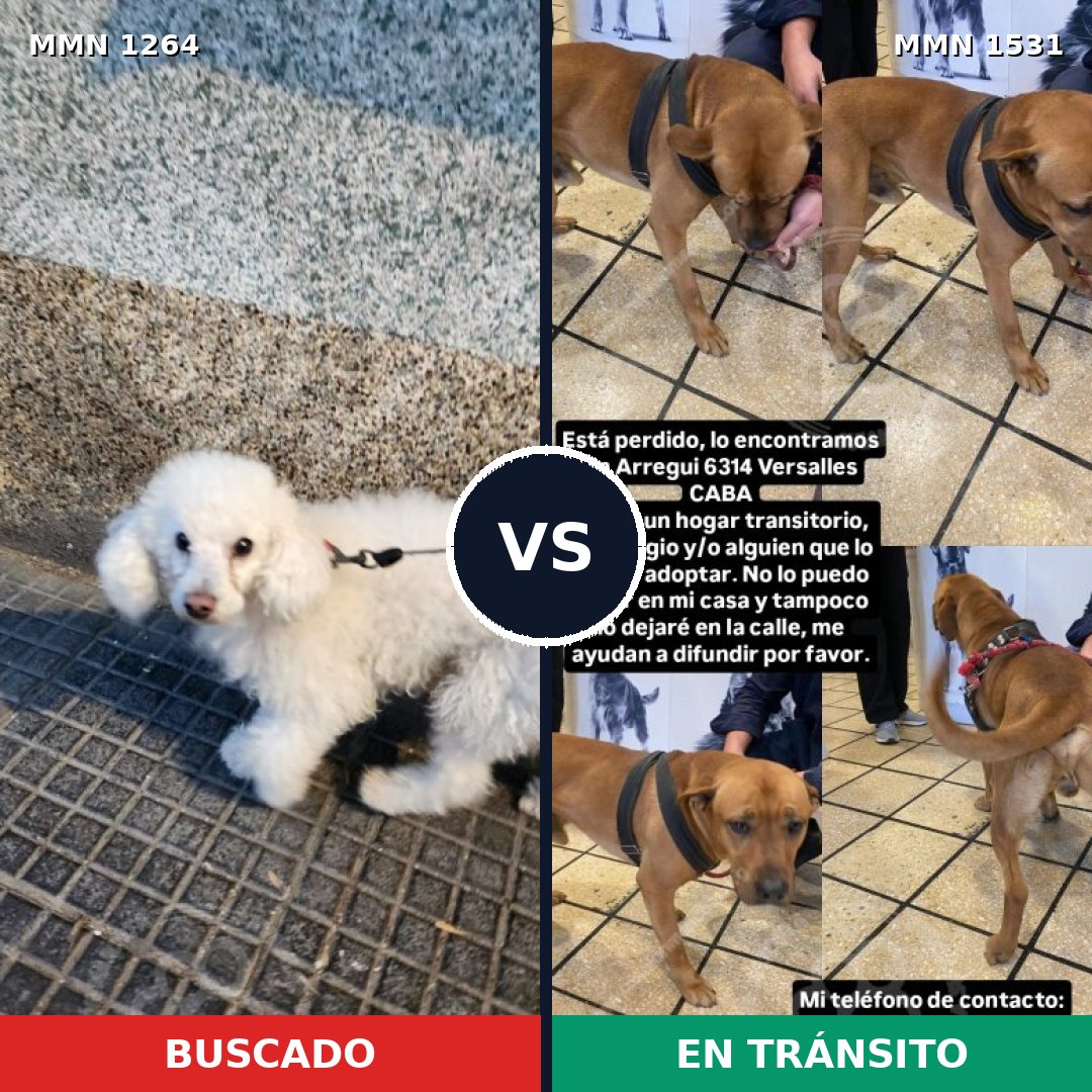 Comparativa MMS 28980: mascota perdida y mascota encontrada, 48% de similitud
