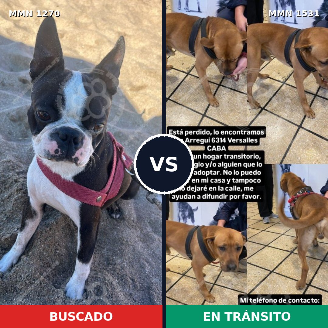Comparativa MMS 28981: mascota perdida y mascota encontrada, 47% de similitud