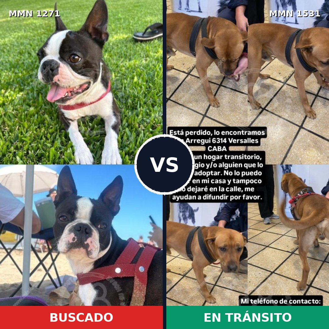 Comparativa MMS 28982: mascota perdida y mascota encontrada, 47% de similitud