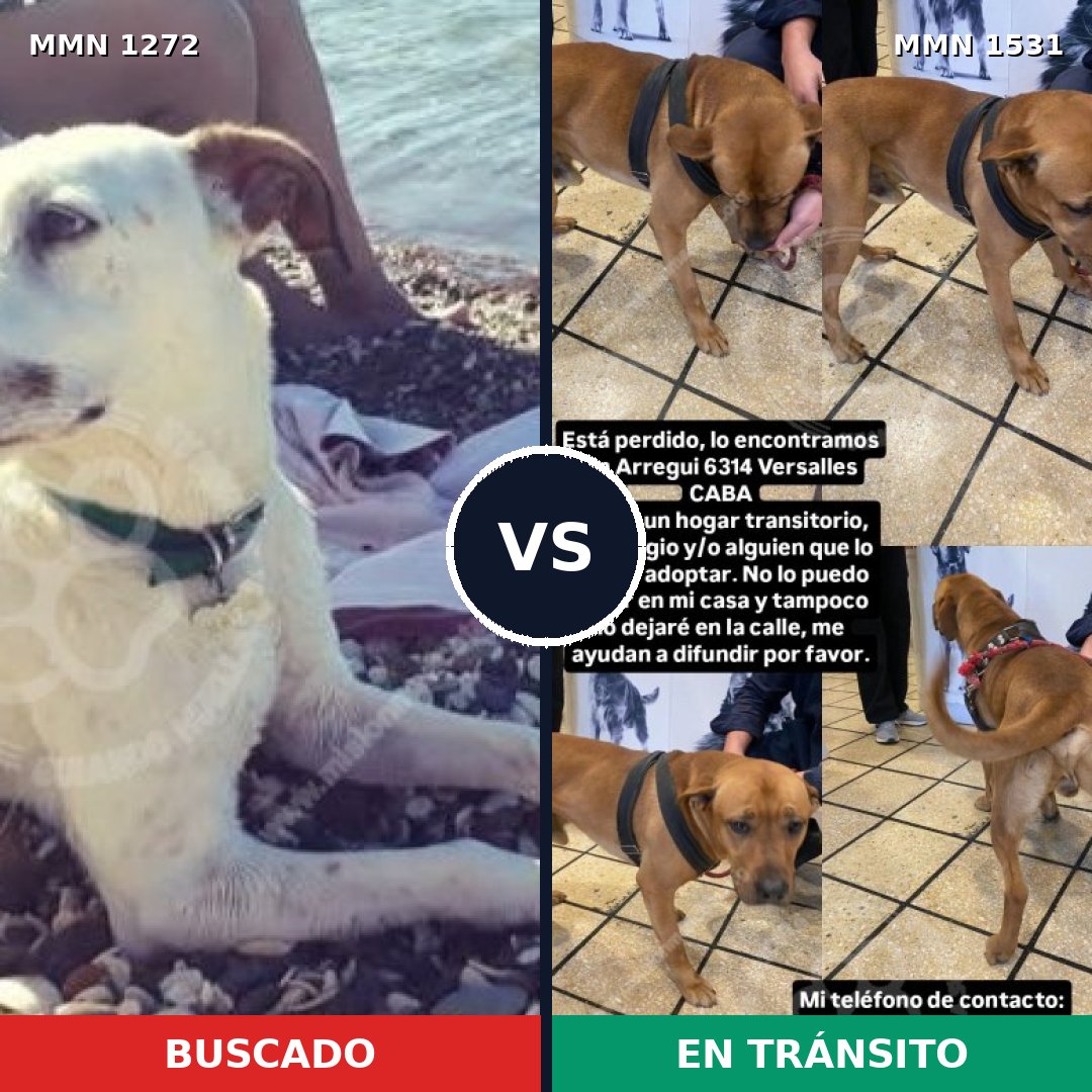 Comparativa MMS 28983: mascota perdida y mascota encontrada, 47% de similitud