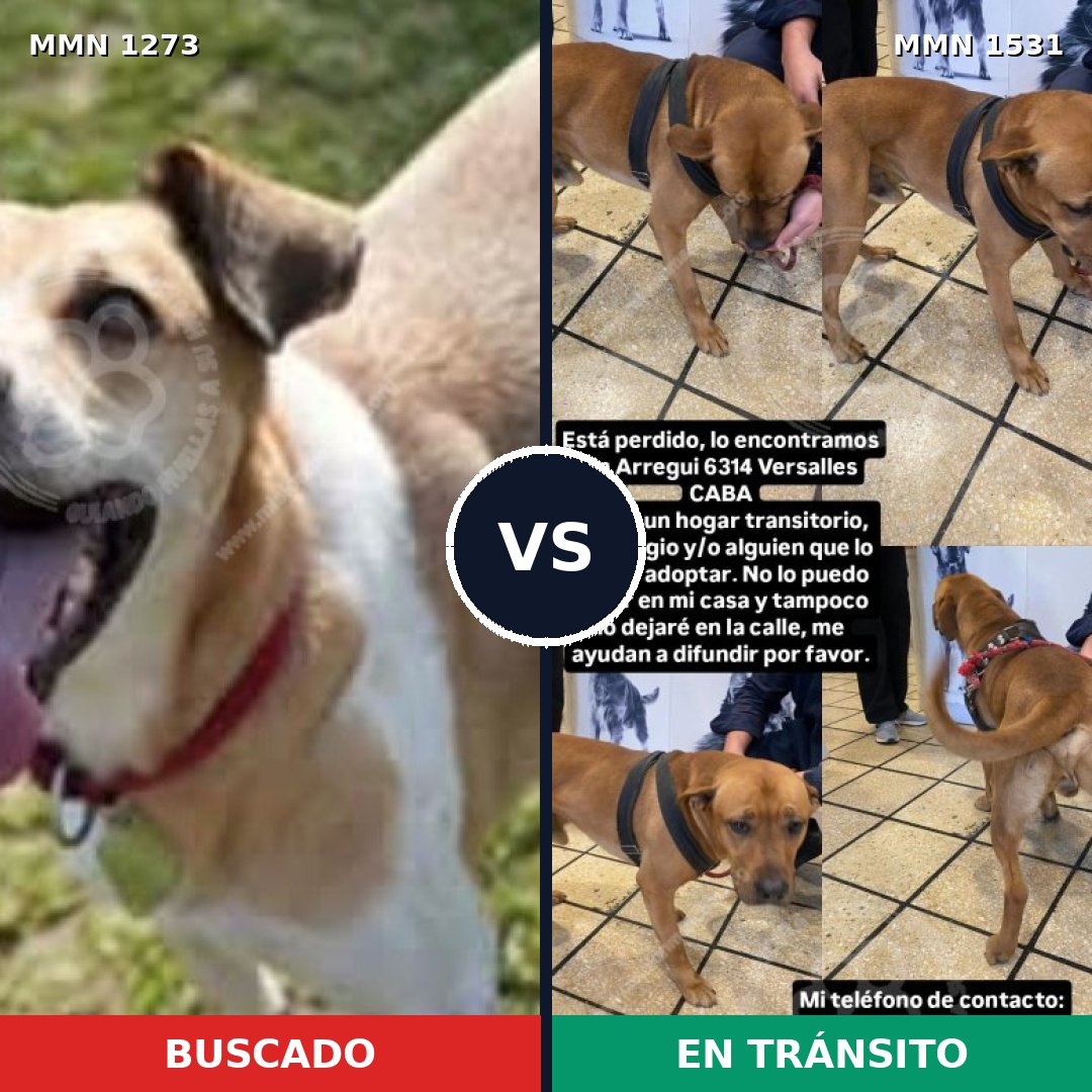 Comparativa MMS 28984: mascota perdida y mascota encontrada, 45% de similitud
