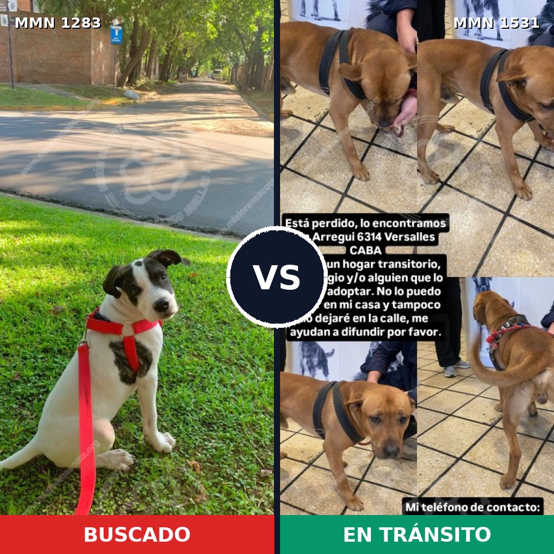 Comparativa MMS 28985: mascota perdida y mascota encontrada, 46% de similitud