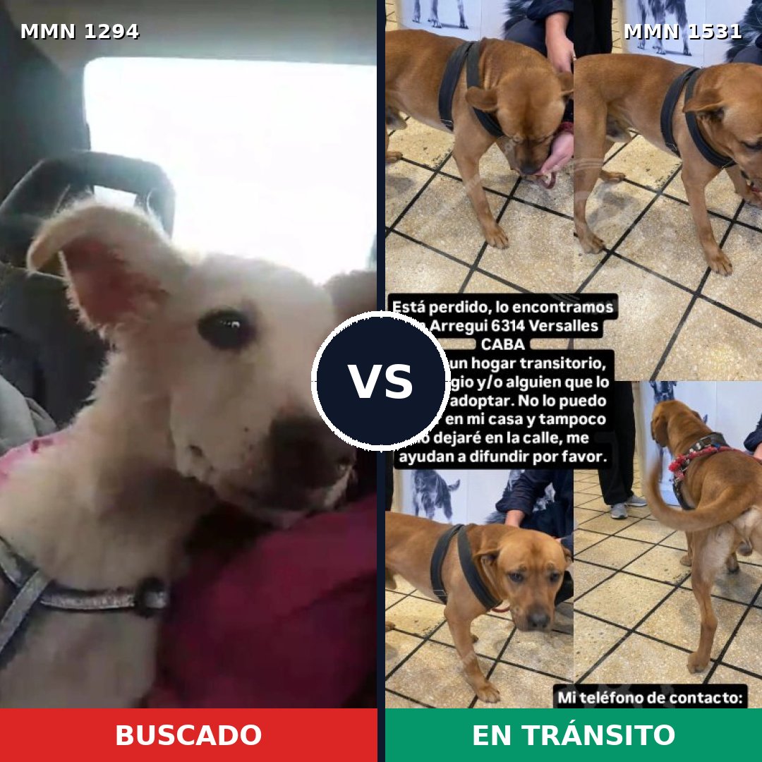 Comparativa MMS 28987: mascota perdida y mascota encontrada, 61% de similitud