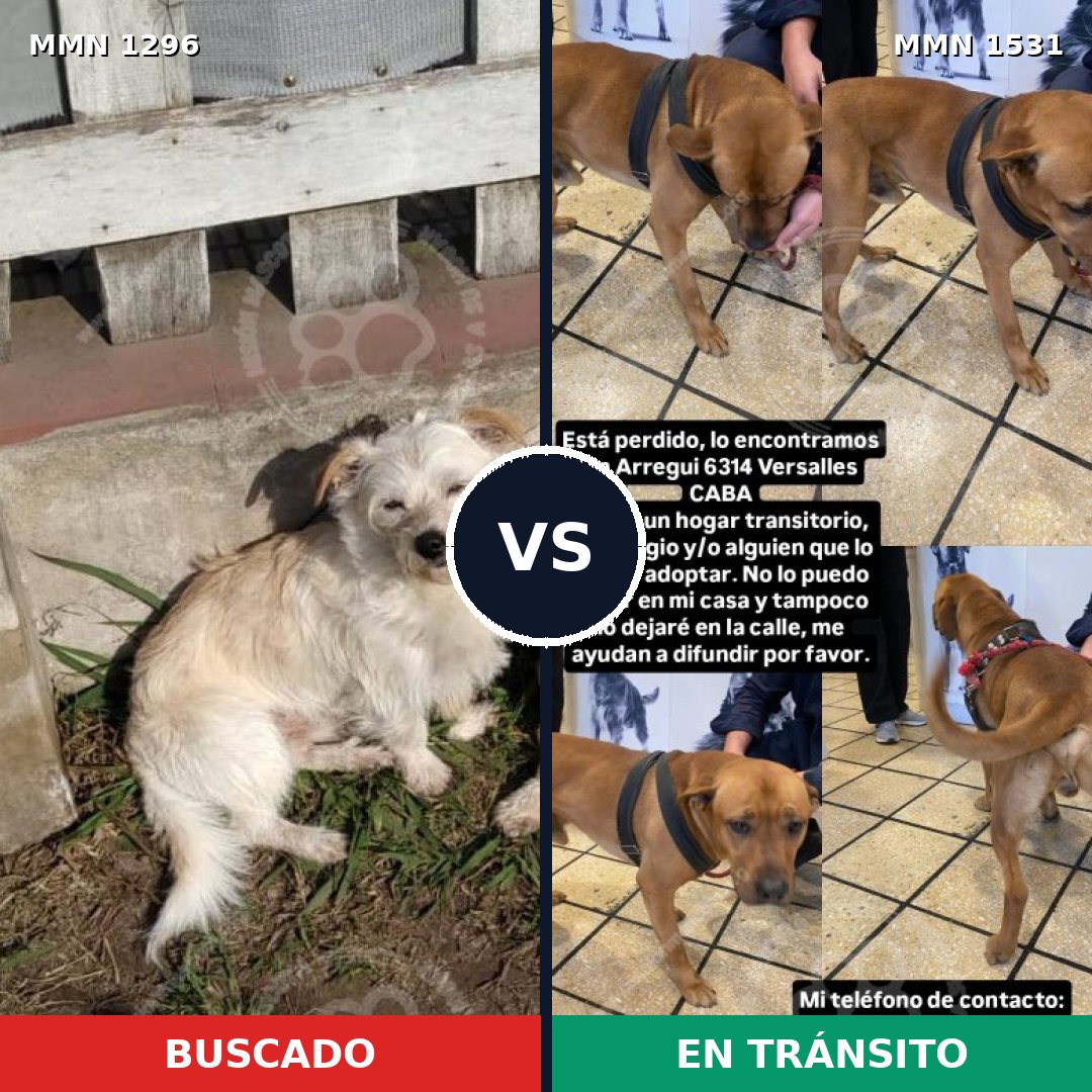 Comparativa MMS 28988: mascota perdida y mascota encontrada, 44% de similitud